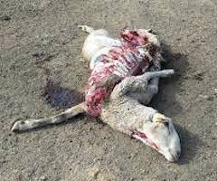 Los lobos matan 20 ovejas en Peñausende